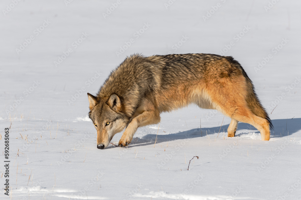 Obraz premium Grey Wolf (Canis lupus) Looks Up From Nose to Snow Winter