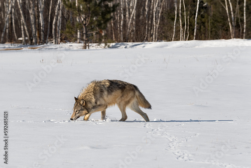 Grey Wolf (Canis lupus) Walks Left Nose to Snow in Field Winter