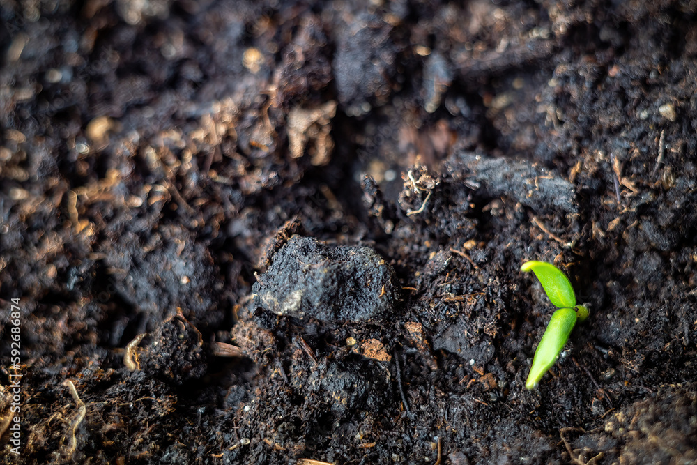 A little pepper seedling or sprout growing in a plastic box of earth in a windowsill garden. A little pepper seedling or sprout growing in a plastic box of earth in a windowsill garden.