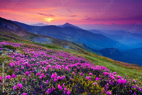 Rhododendron flowers in a sunrise.