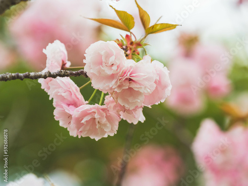 pink cherry blossom