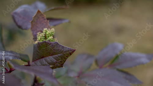 Decorative bush with colored leaves