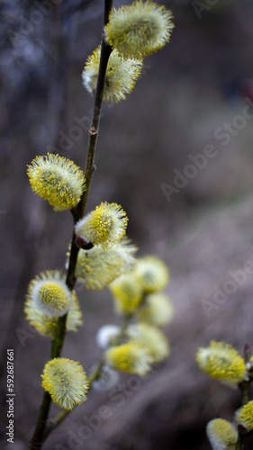 Flowering willow branches in early spring