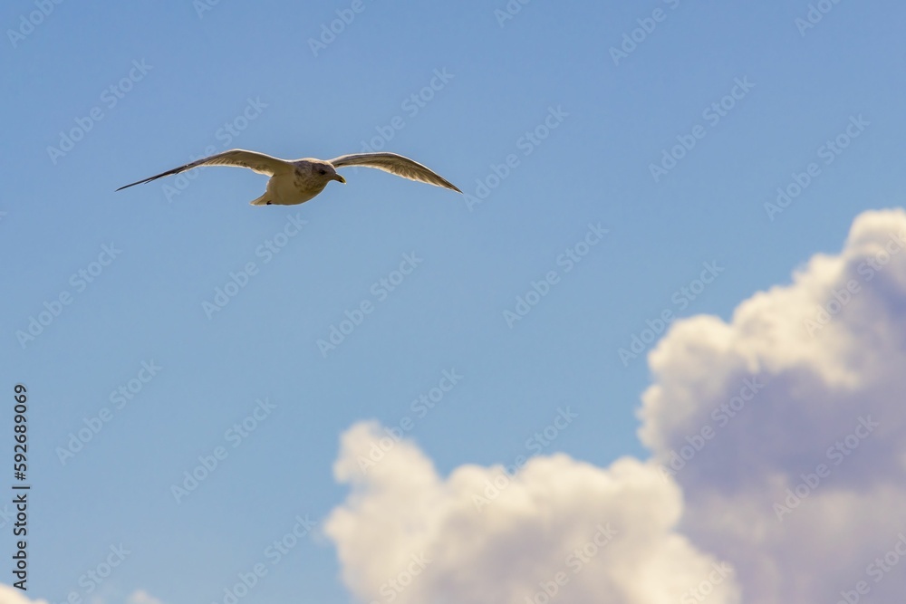 Obraz premium Scenic view of a seagull in flight in the blue sky