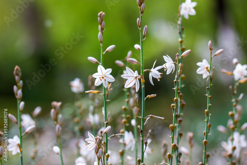 Asphodelus ramosus white little flowers in full bloom growing in a wild in spring botanical garden. Elegant plants blossoms on green backdrop. Common asphodel flower head. Tropical nature wallpaper. photo