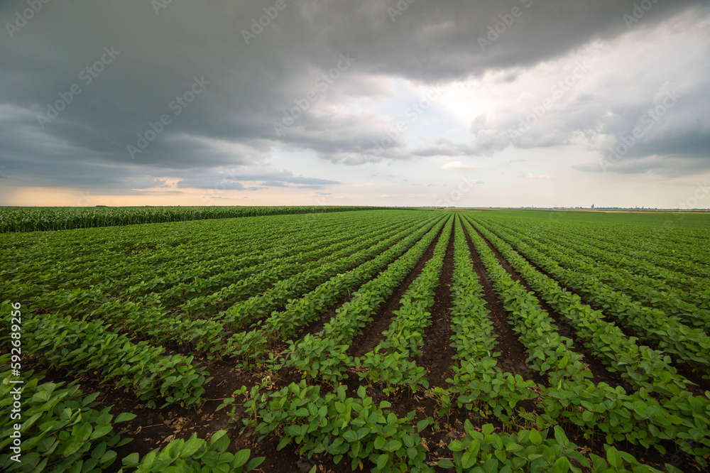 Soybean field ripening at spring season, agricultural landscape