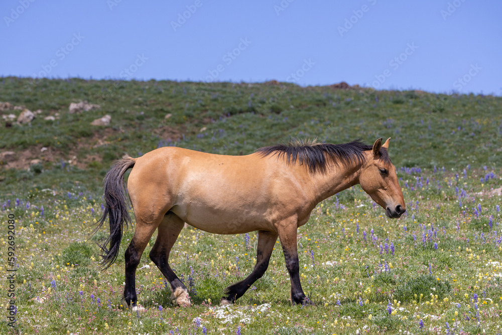 a beautiful wild horse in the Pryor Mountains Montana in summer a beautiful wild horse in the Pryor Mountains Montana in summer