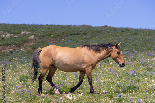 a beautiful wild horse in the Pryor Mountains Montana in summer © natureguy
