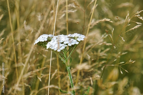 Woodland flora