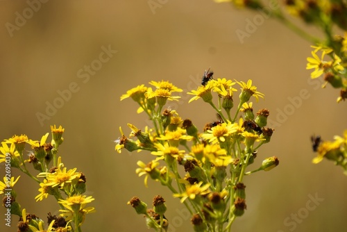 Woodland flora