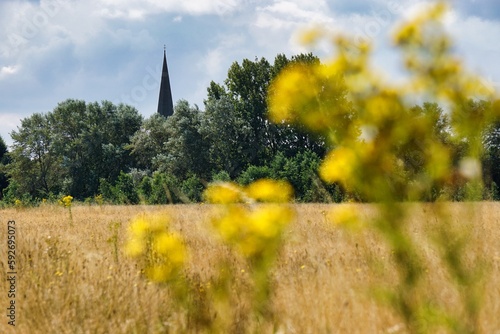 Woodland flora with Church spire in the background