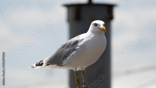 Closeup shot of a white seagull at the port of Travemuende on a blurred background