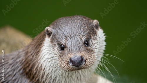 Closeup shot of an otter with a wet head near the water outdoors in daylight