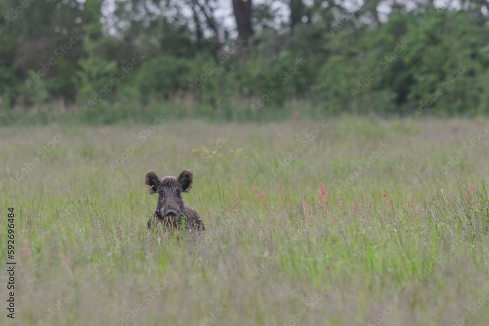 Sicherndes Wildschwein
