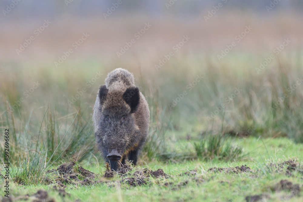 Fototapeta premium Wildschwein im Feld