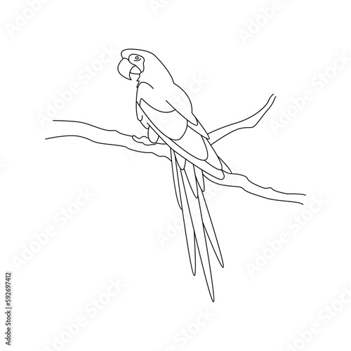 Cute cartoon macaw parrot sitting on a branch. Isolated vector illustration in linear style. Simple clipart. Design element. Tropical life and travel. Birds of Central and South America