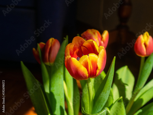 Primer plano de la flor de un tulipán de bonitos colores.  #592698072