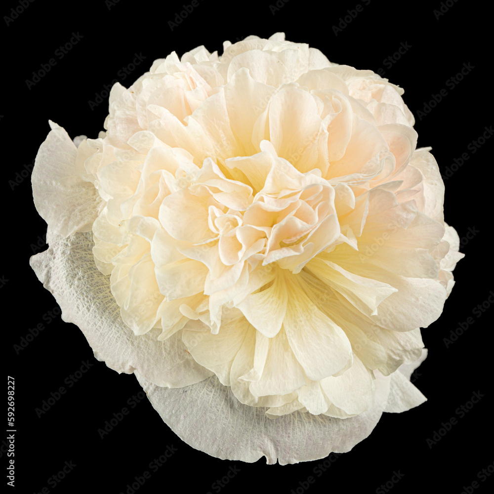 Cream mallow flower isolated on black background Cream mallow flower isolated on black background