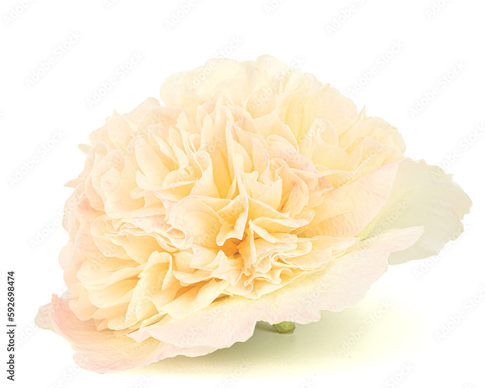 Cream mallow flower isolated on white background Cream mallow flower isolated on white background