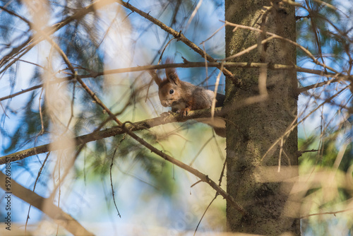 wild squirrel on a branch in the forest  © Rafał Bieroza