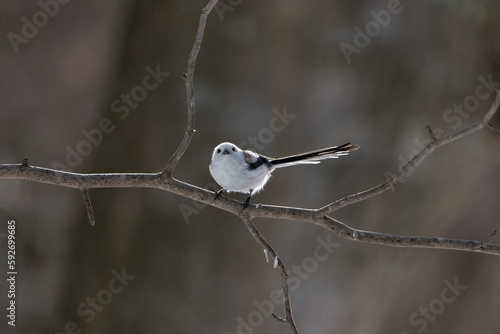シマエナガ  Long-tailed tit　雪の妖精 Snow Fairy 