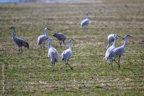 Sandhill Cranes (Antigone canadensis) on a Field