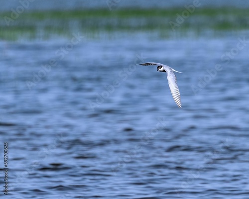 River tern flying over a lake in search of food in blue sky