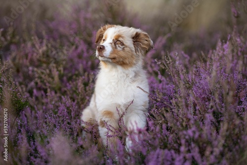 Closeup of an Australian Shepherd puppy in a lavender field