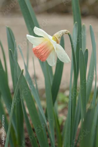 Large cupped daffodil with white petals and pink corona. photo