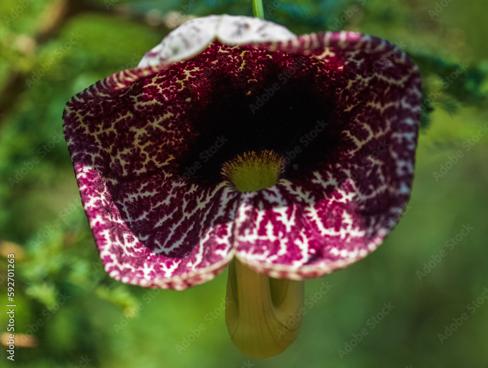 Calico flower. A close up of a calico flower (Aristolochia littoralis), also known as Dutchmen's