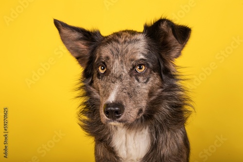 Portrait of an adorable Border Collie dog on a yellow background
