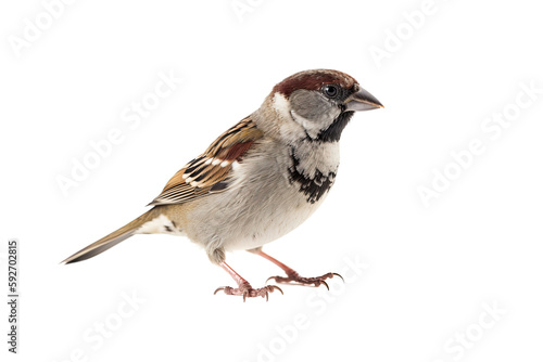 Cute sparrow on a white backgound. Small bird. Generative AI