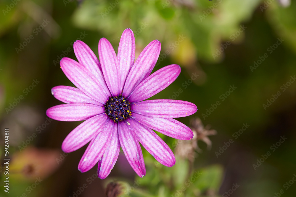 flor flor