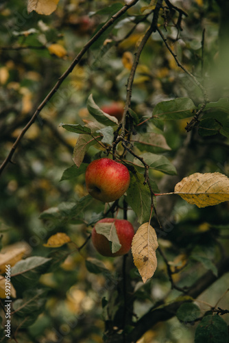 Detailaufnahme eines roten Apfels an einem Apfelbaum