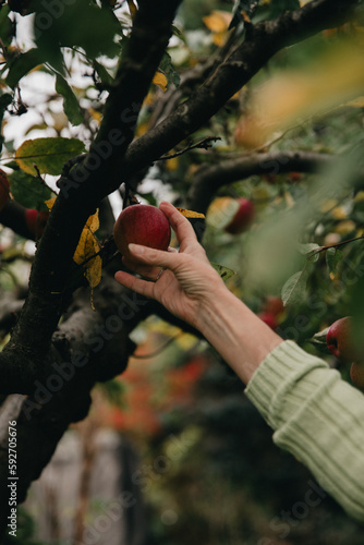 Detailaufnahme einer Hand, die einen Apfel im Garten pflückt