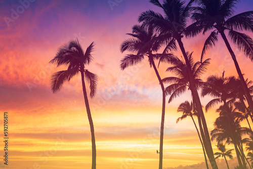 Tropical sunset sky with palm trees