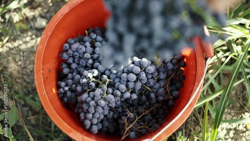 The farmer harvests grapes, puts a bunch in a box.  photo