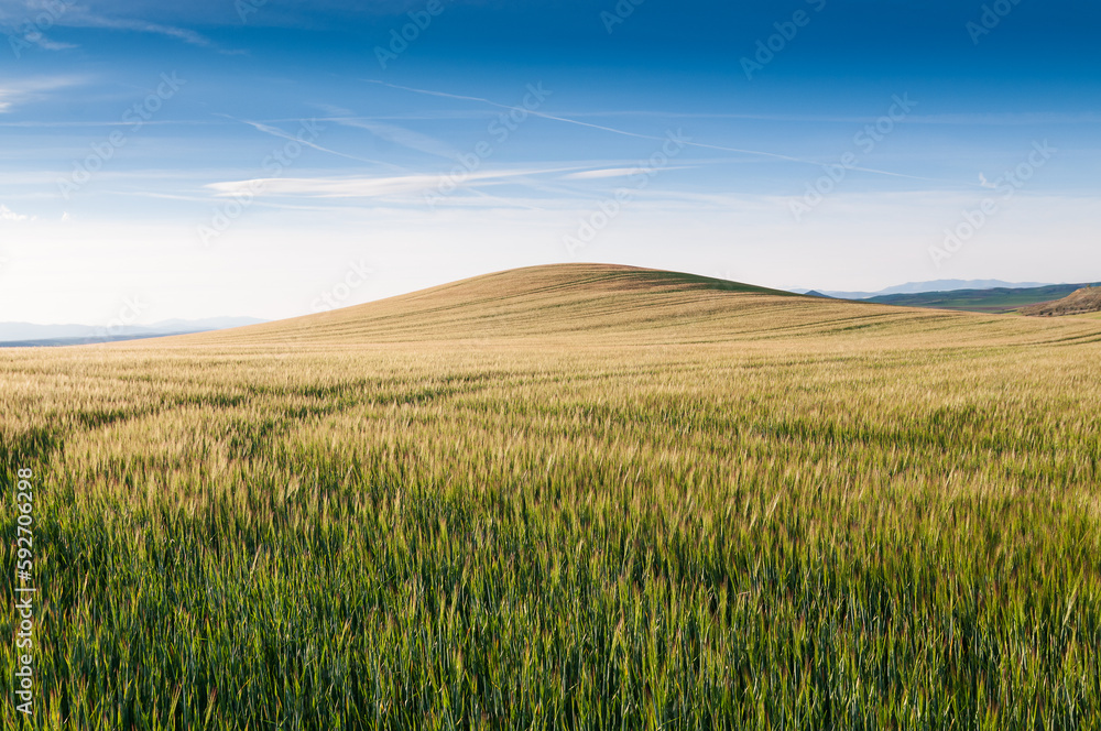 Un campo de trigo con una bella colina al fondo en Guadalajara, España.