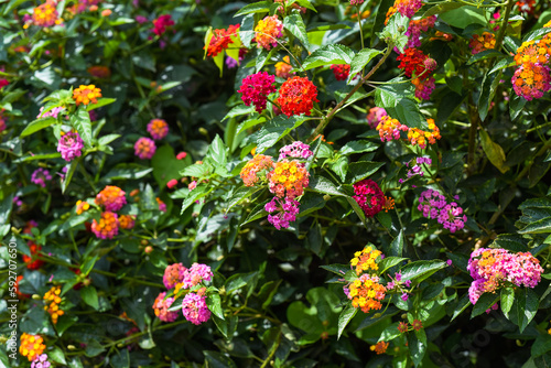 Lantana camara multicolor  common lantana  flowers growing in Da Lat Vietnam