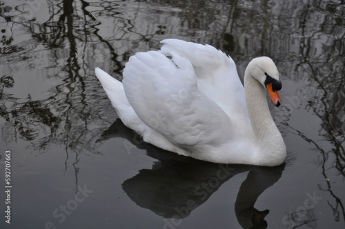 Mute swan (Cygnus olor) portrait photo