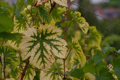 Εκτύπωση καμβά Grapevine leaf with Magnesium deficiency on the blurred background