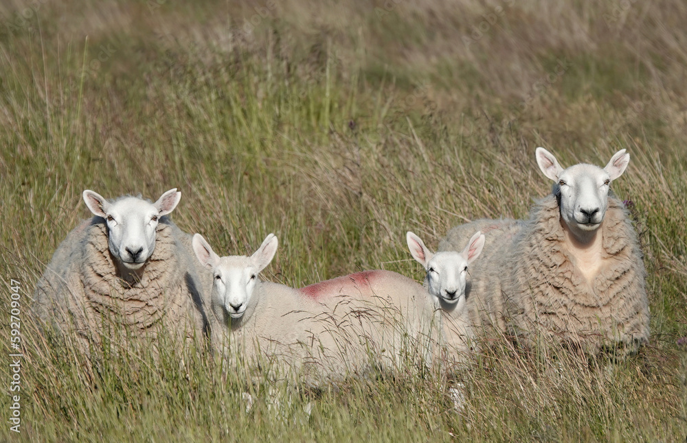 Two adult sheep either side of two lambs on moorland all looking at the camera. Two adult sheep either side of two lambs on moorland all looking at the camera.
