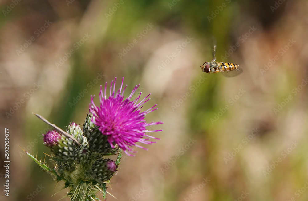 A selective focus image of a hoverfly flying towards a defocused pink thistle flower. A selective focus image of a hoverfly flying towards a defocused pink thistle flower.
