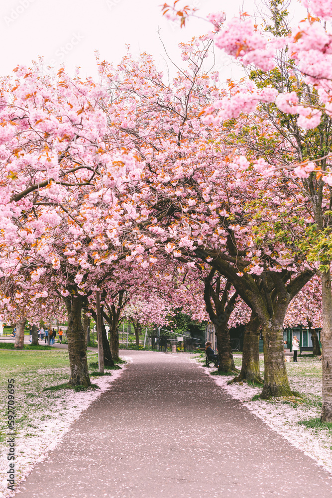 Blossom in Edinburgh