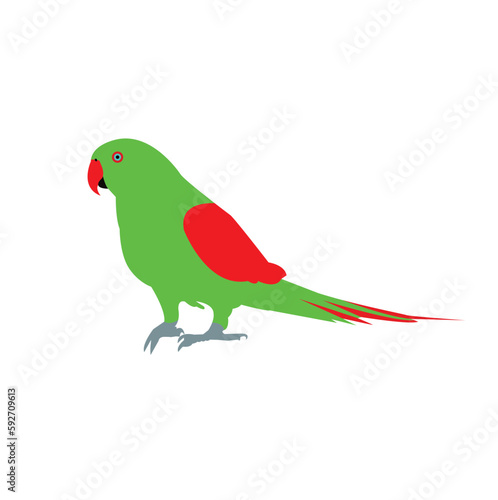 parrot on white background