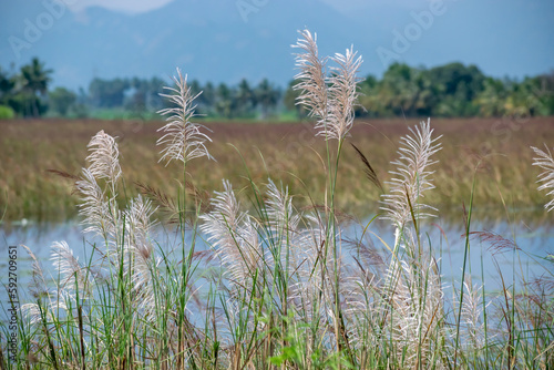 reeds and water