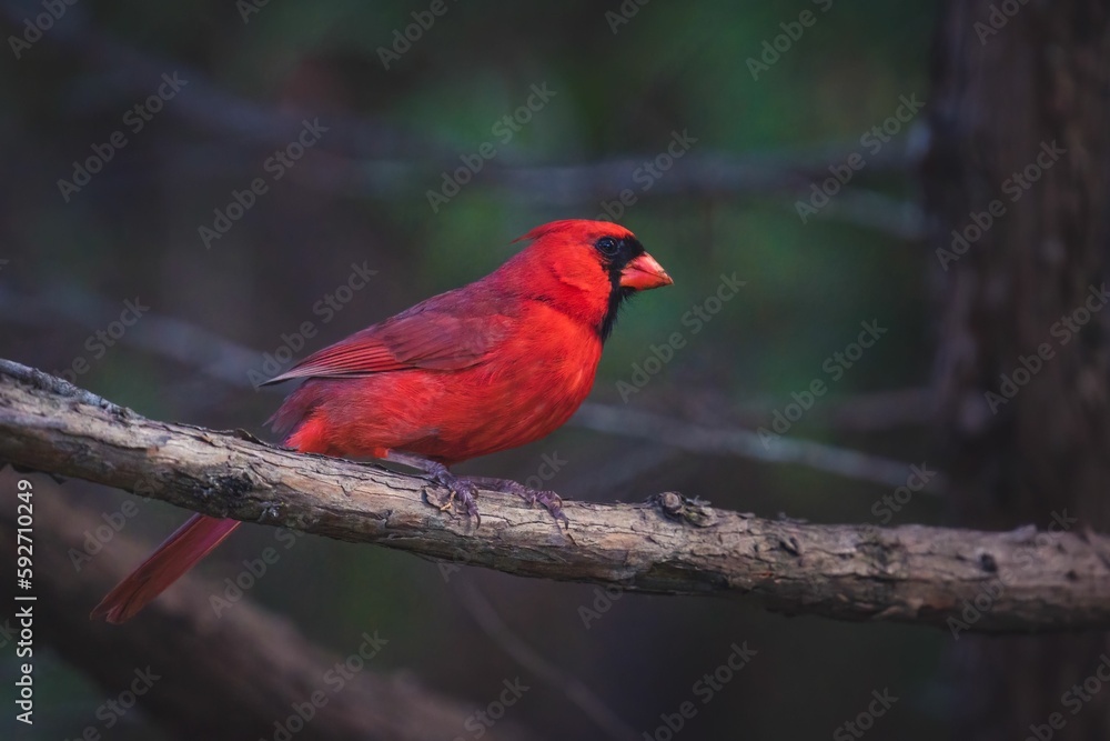 Shallow focus shot of adorable red Northern cardinal perched on a branch Shallow focus shot of adorable red Northern cardinal perched on a branch