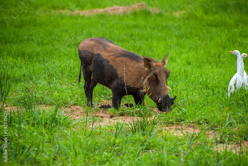 An adult warthog in a nature reserve in Zimbabwe.