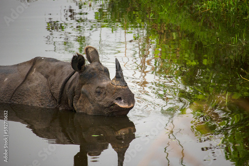 The famous one horned Rhino in water in Dooars at Garumara National Park, West Bengal, India. one horned rhino the pride of Dooars area. photo