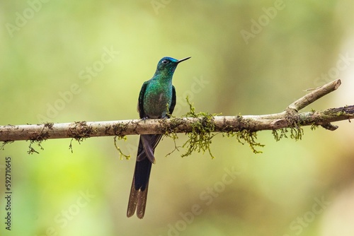 Long-tailed sylph perched on a tree branch
